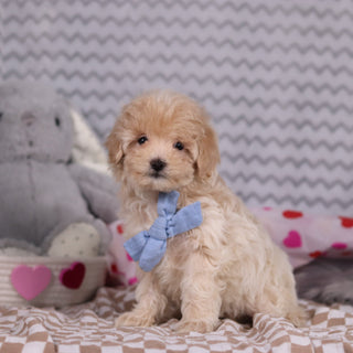 Link - Available Now