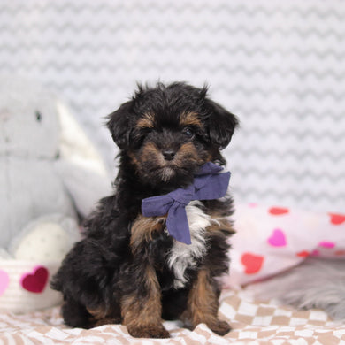 Leonardo - Available 2/12