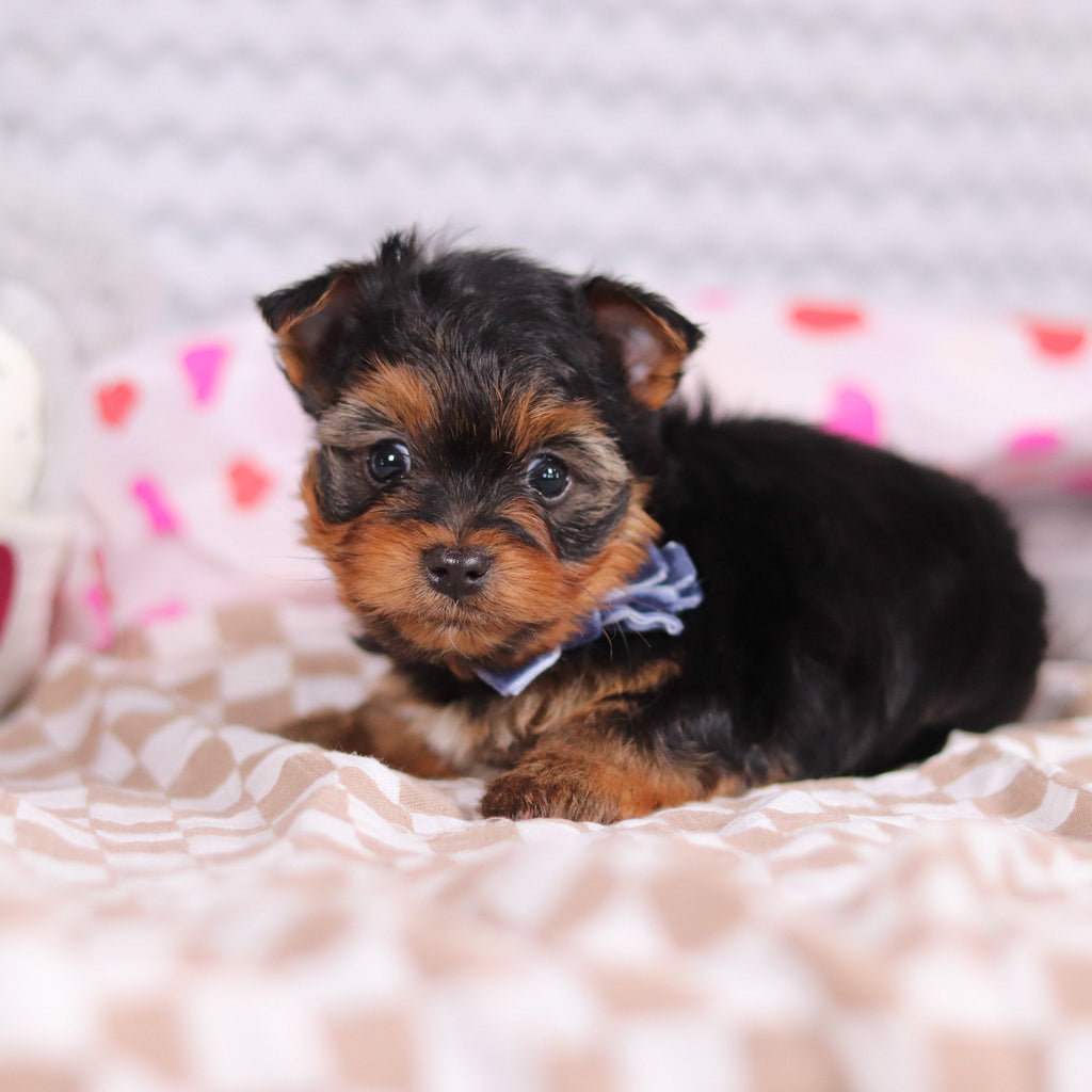 Raven - Available 2/12