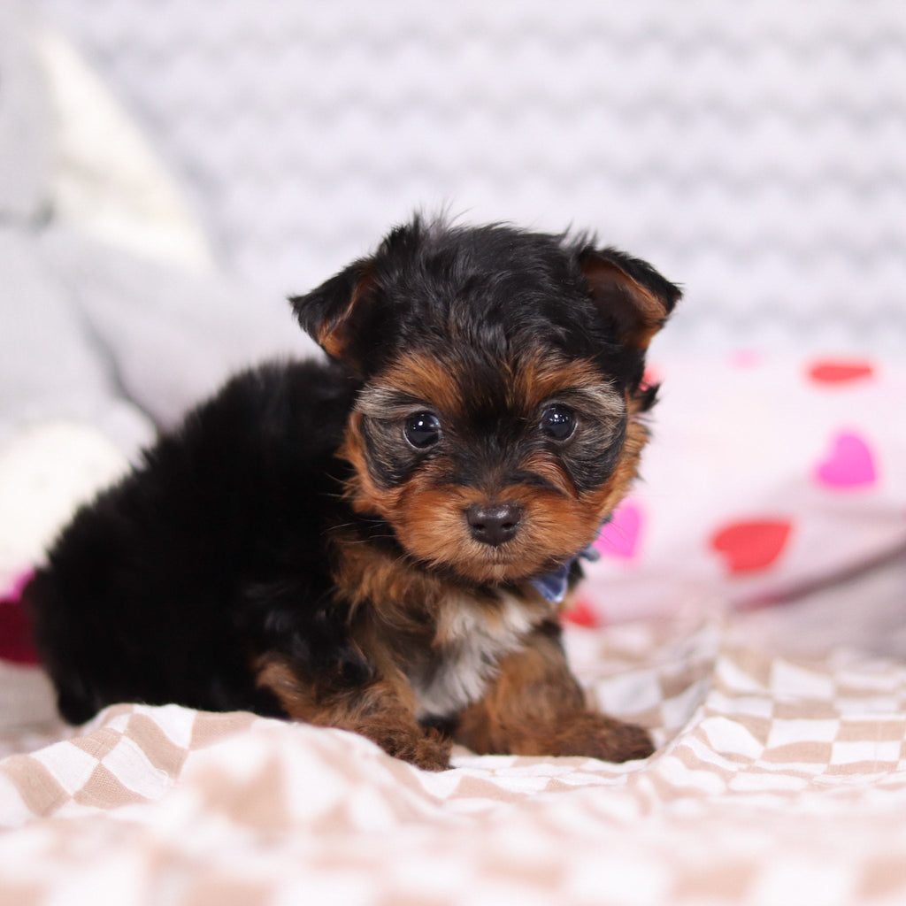 Raven - Available 2/12