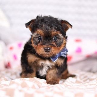 Raven - Available 2/12