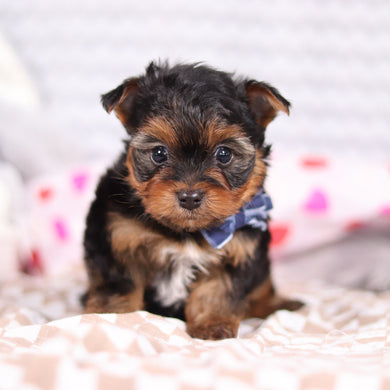 Raven - Available 2/12