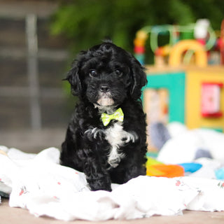 Griffin - Available 8/6