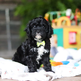 Griffin - Available 8/6