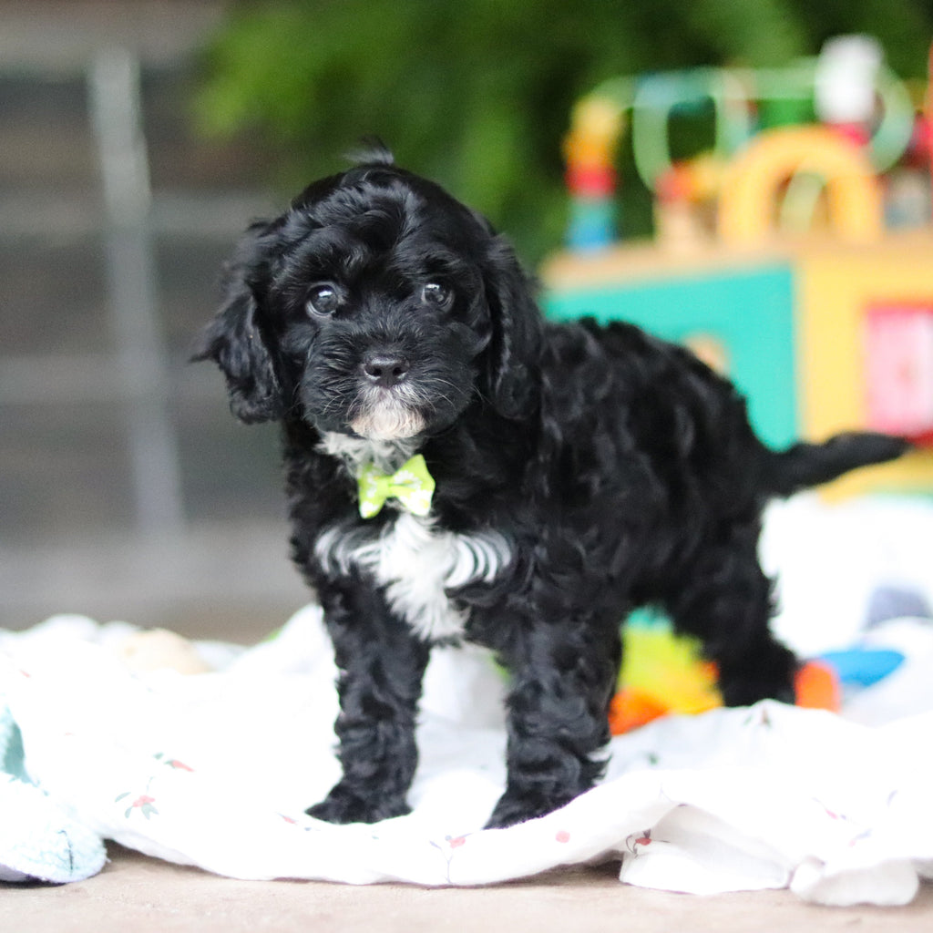 Griffin - Available 8/6