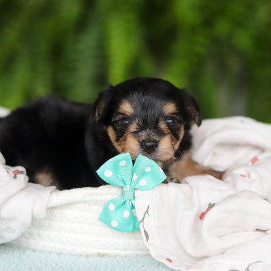 Marco - Available 8/27