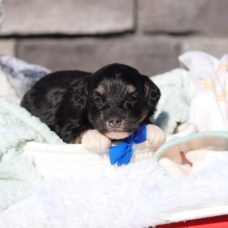 Reggie - Available 6/18