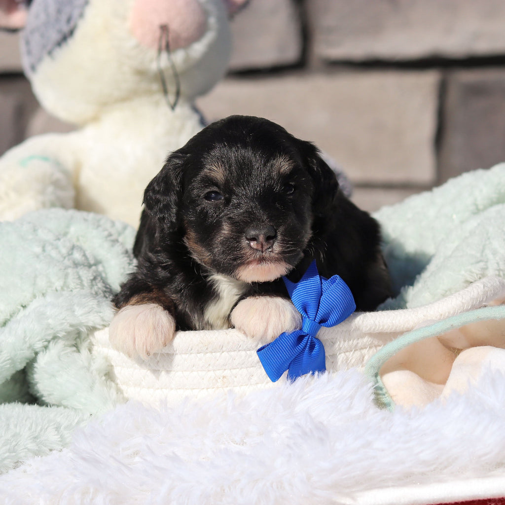 Reggie - Available 6/18