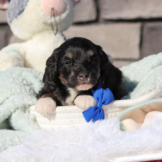 Reggie - Available 6/18