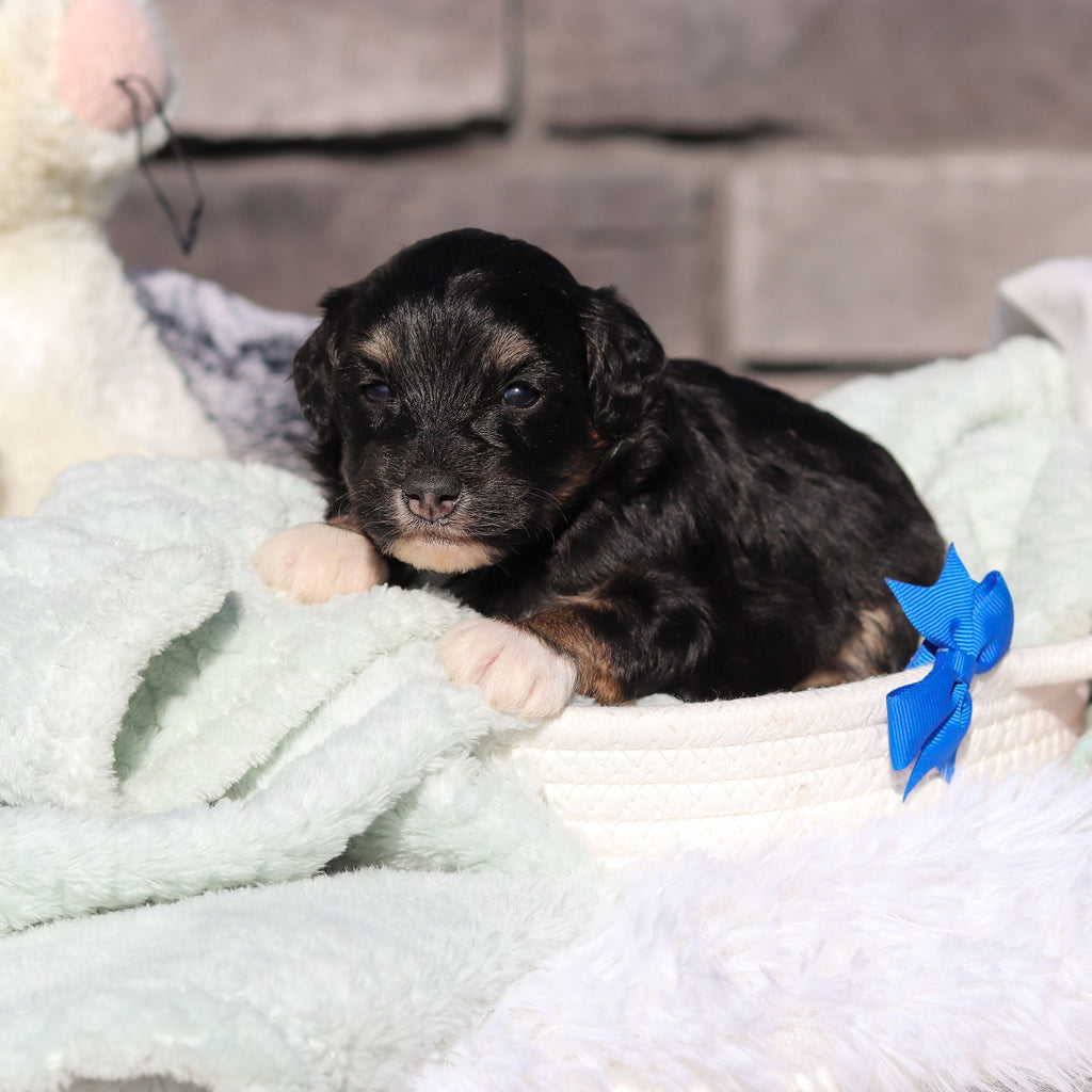 Reggie - Available 6/18