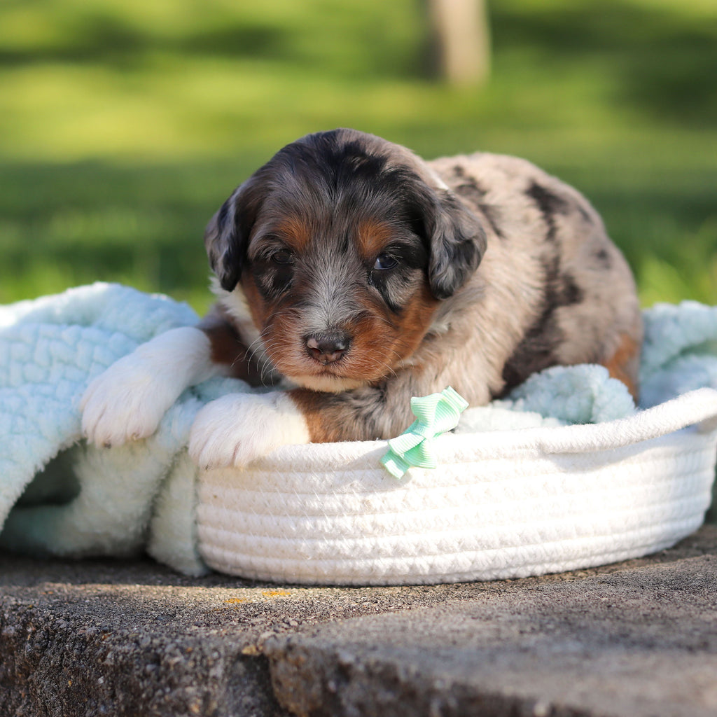 Rondo - Available 6/18