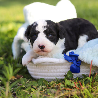 Aston - Available 6/18