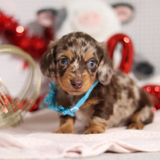 Theodore - Available 2/26