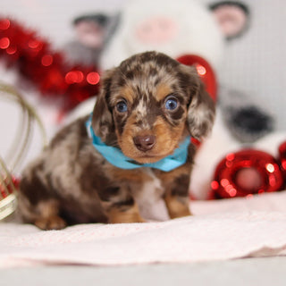 Theodore - Available 2/26