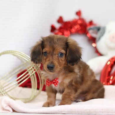 Luther - Available 2/4