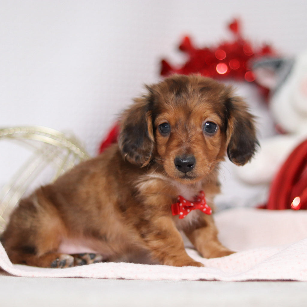 Luther - Available 2/4