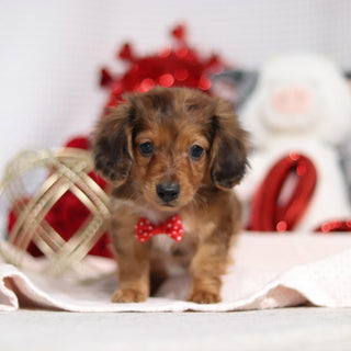 Luther - Available 2/4