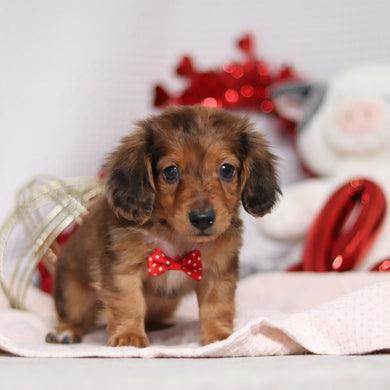 Luther - Available 2/4