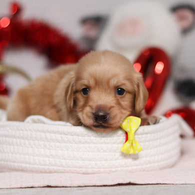 Luca - Available 3/5