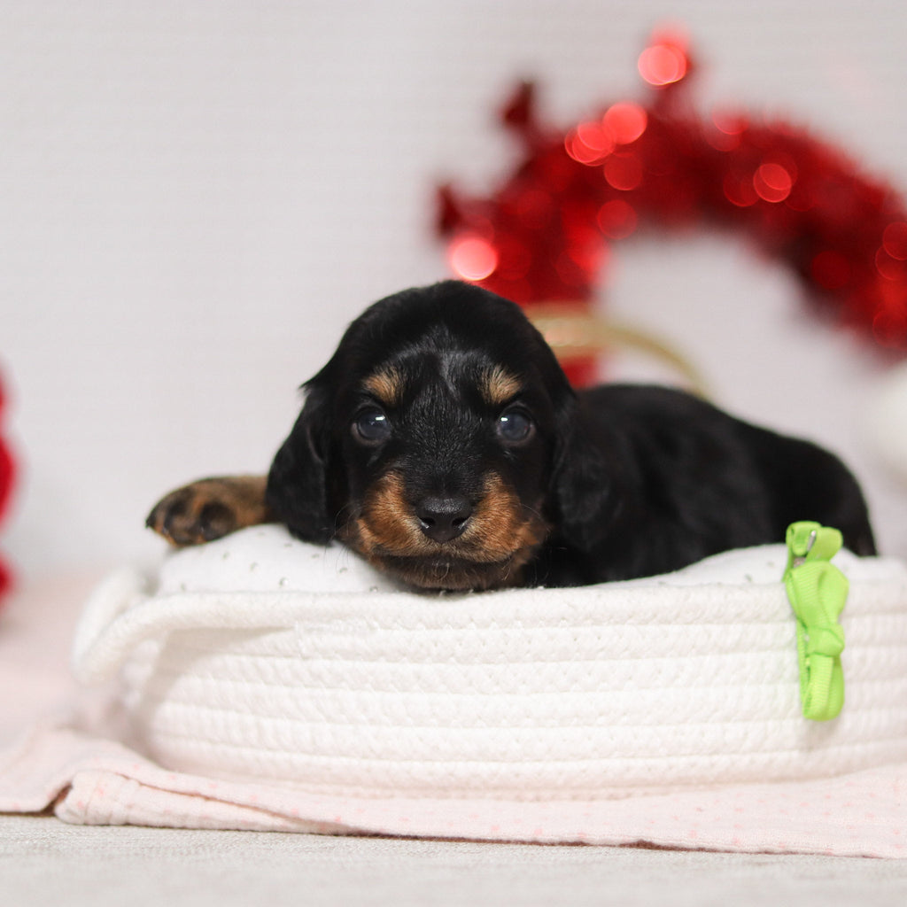 Oakley - Available 3/5