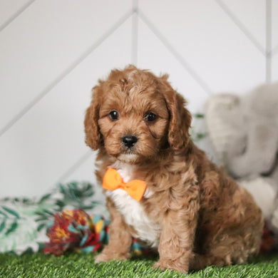 Nico - Available 2/26