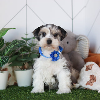 Zuri - Available 2/19