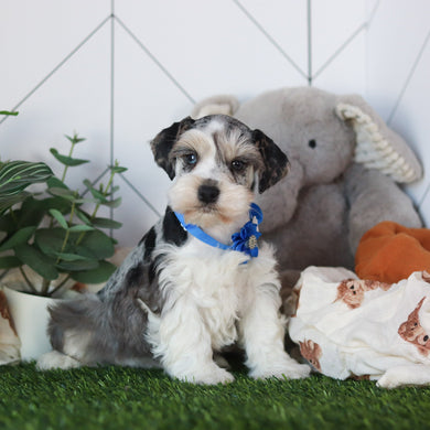 Zuri - Available 2/19