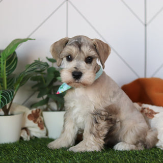 Hughes - Available 2/19