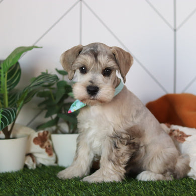 Hughes - Available 2/19