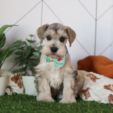 Hughes - Available 2/19