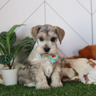 Hughes - Available 2/19