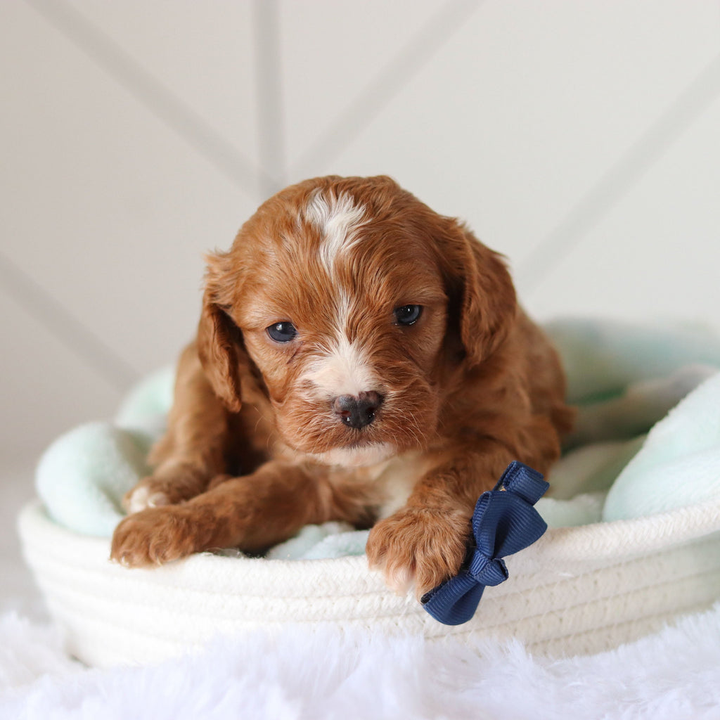 Colson - Available 3/19