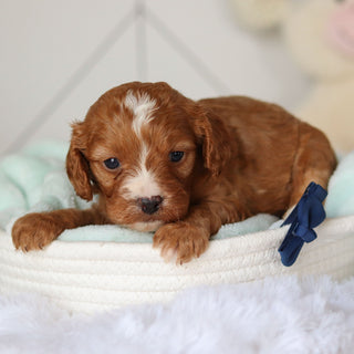 Colson - Available 3/19