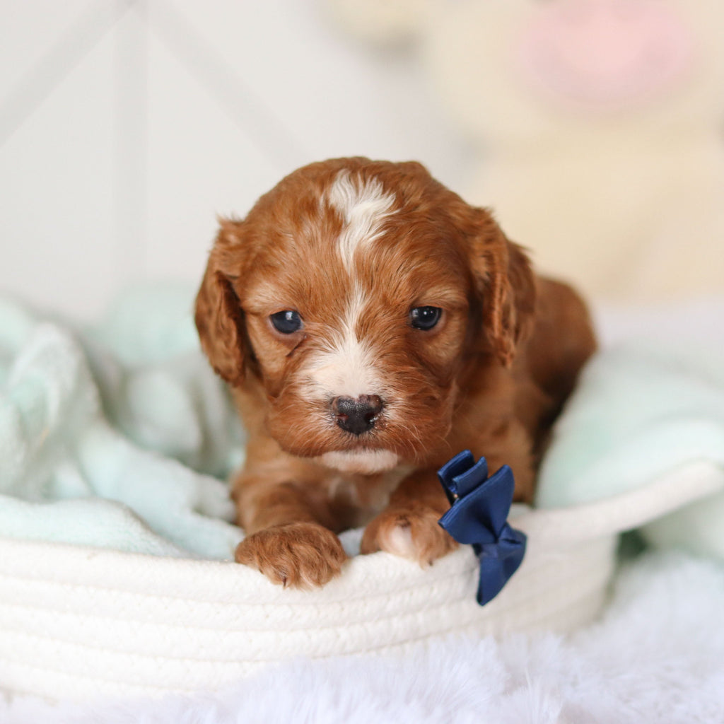 Colson - Available 3/19