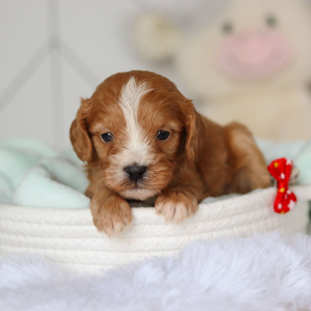 Crew - Available 3/19