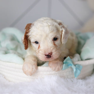 Cade - Available 3/19