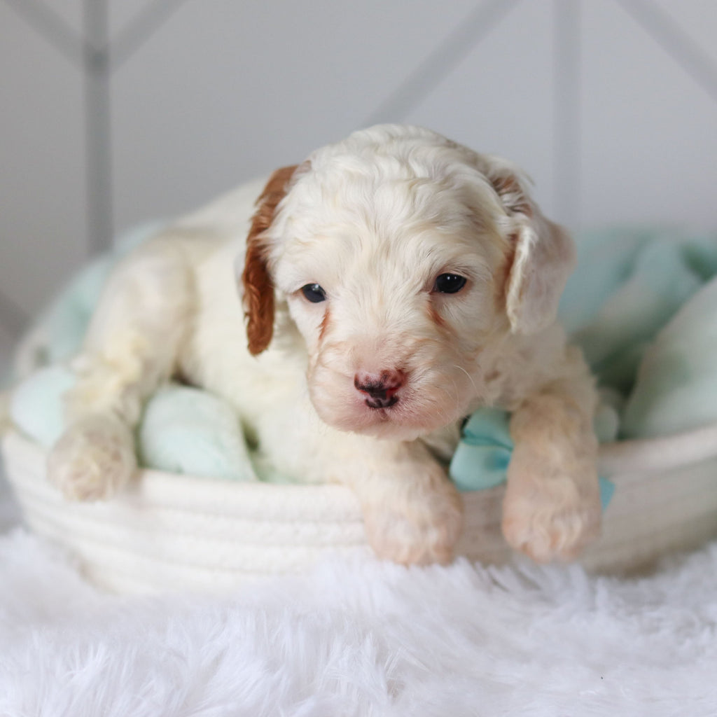 Cade - Available 3/19