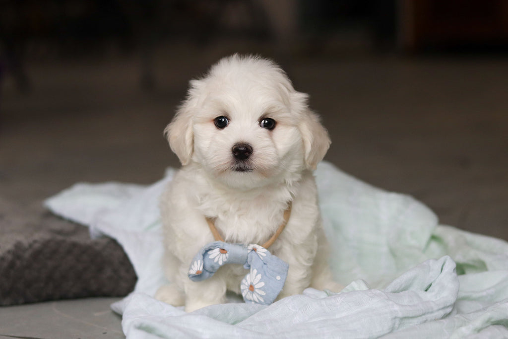 Howie - Available 5/14