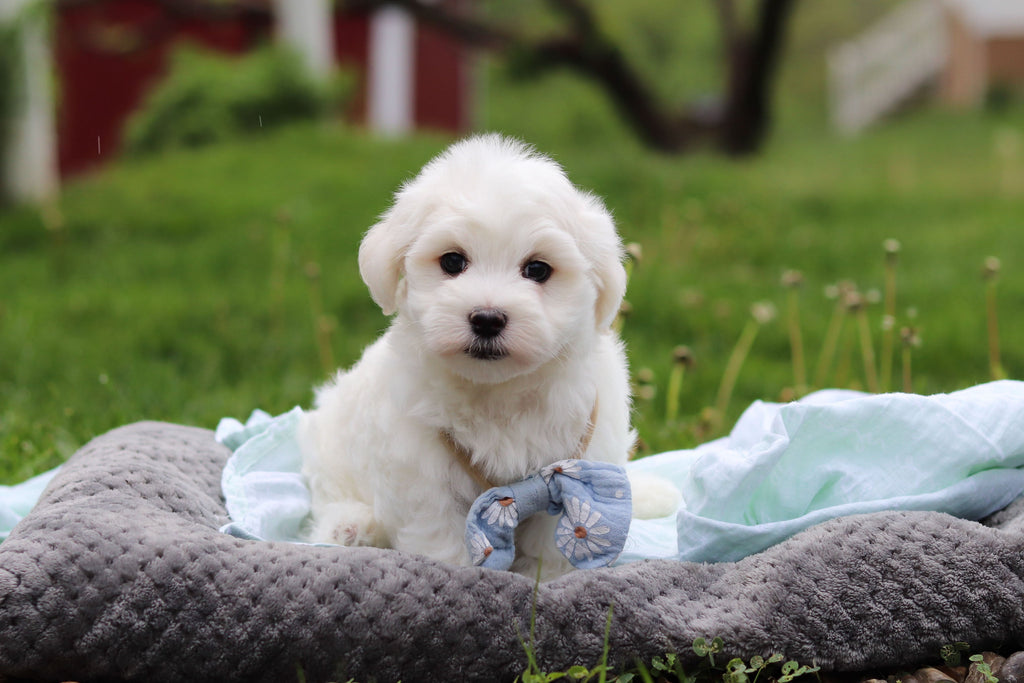 Howie - Available 5/14