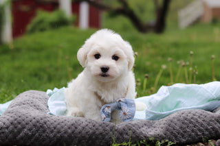 Howie - Available 5/14