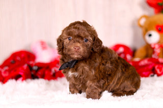 Knox - Available 2/11