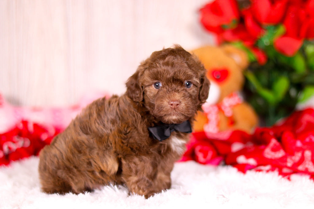 Knox - Available 2/11