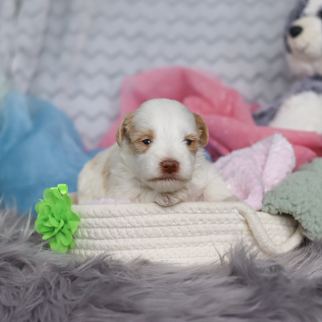 Silas - Available 3/19