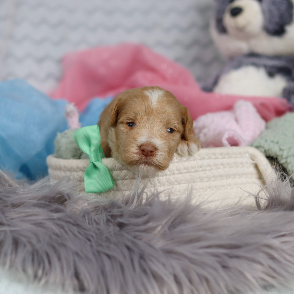 Sage - Available 3/19