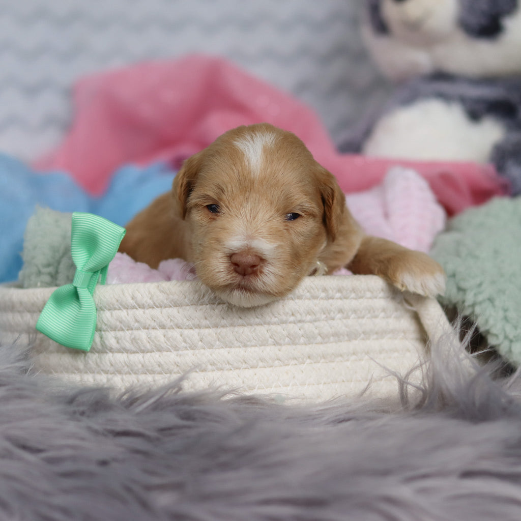 Sage - Available 3/19