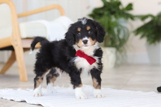 Axel - Available Now