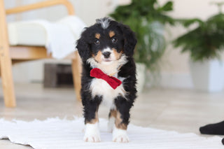 Axel - Available Now