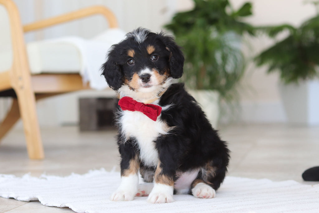 Axel - Available Now