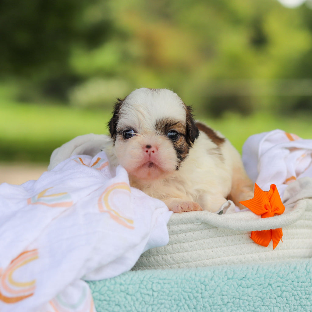 Chester - Available Now