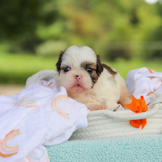Chester - Available Now